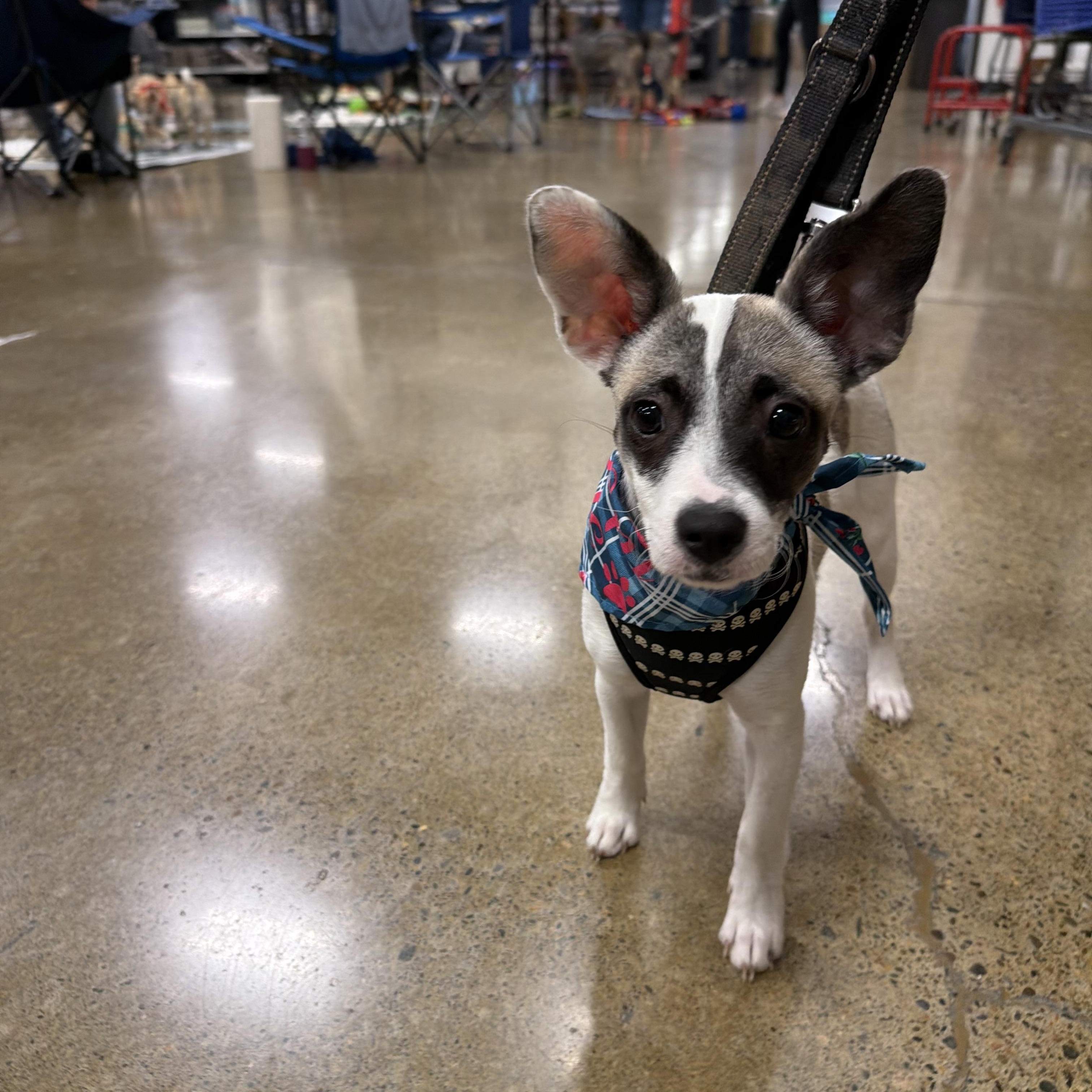 Enlarge Billie Howliday, a Adoptable mixed breed in Eugene, OR image 3/3