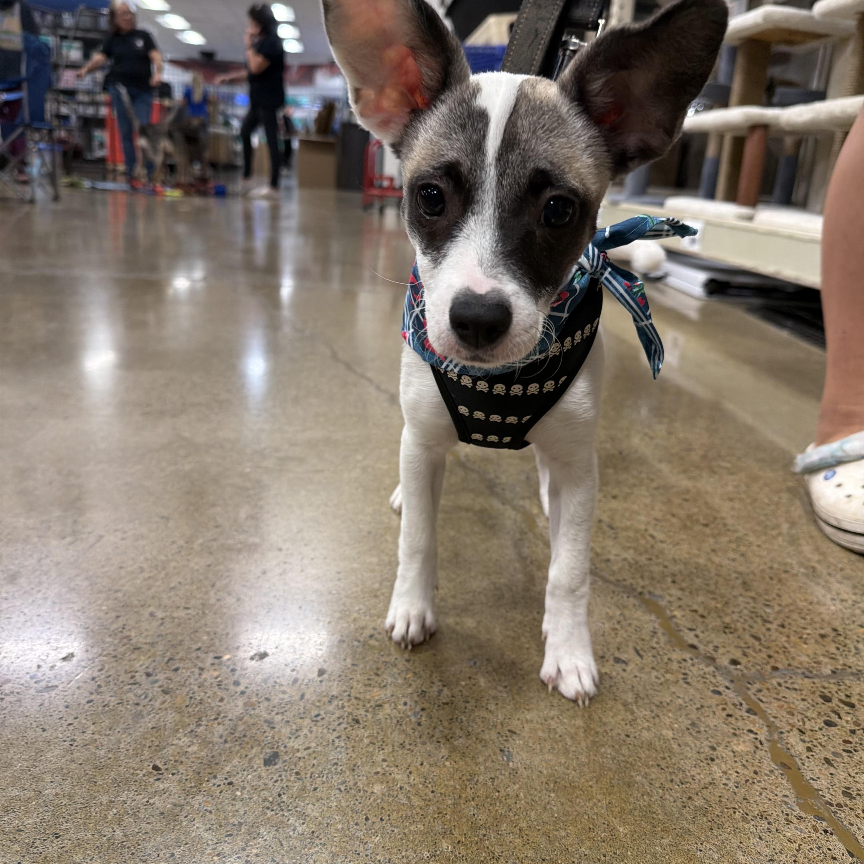 Billie Howliday, Adoptable, Puppy Female Chihuahua.