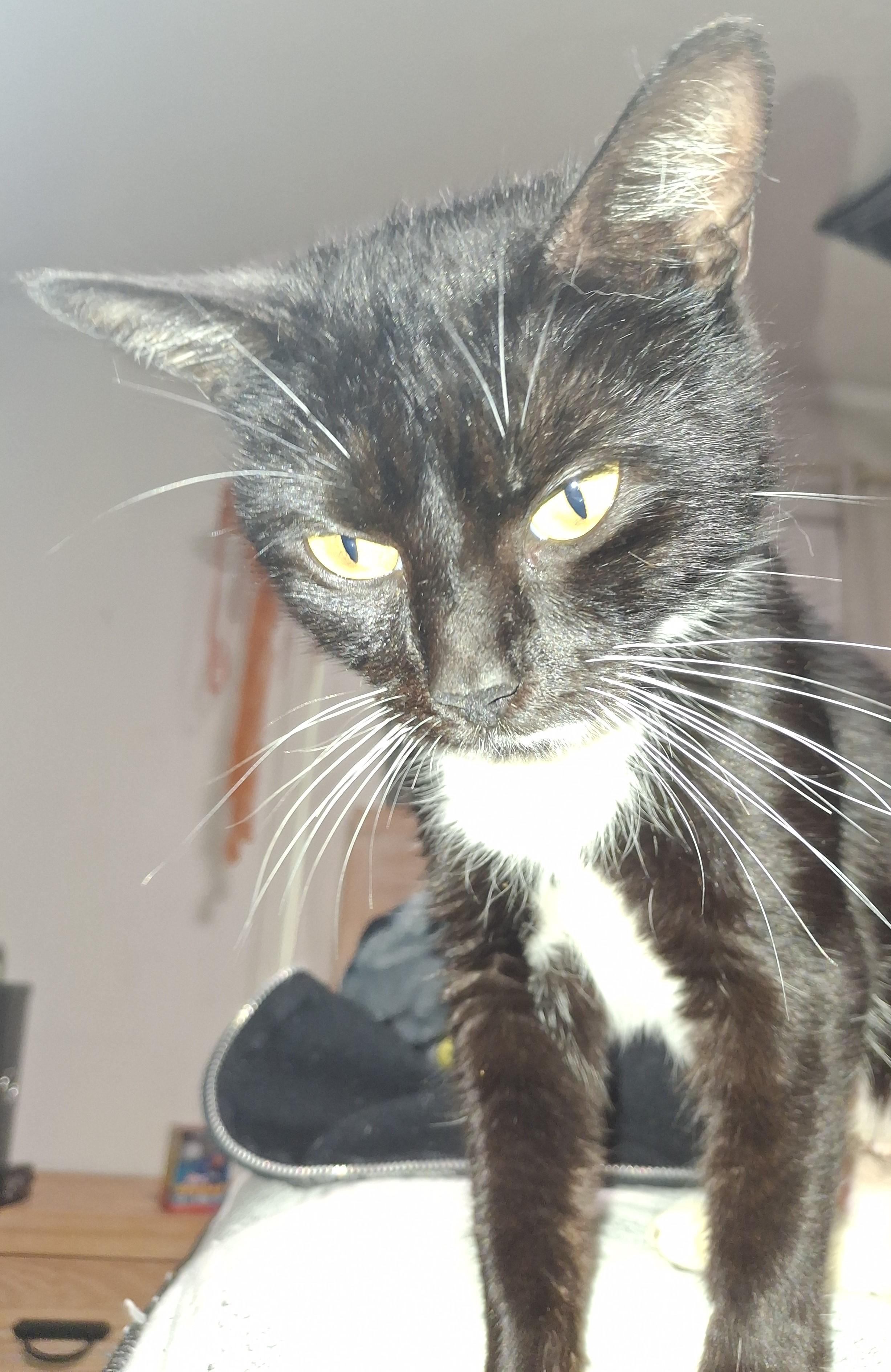 Pearl, a Adoptable Tuxedo in Lawrenceville, GA image 2/3