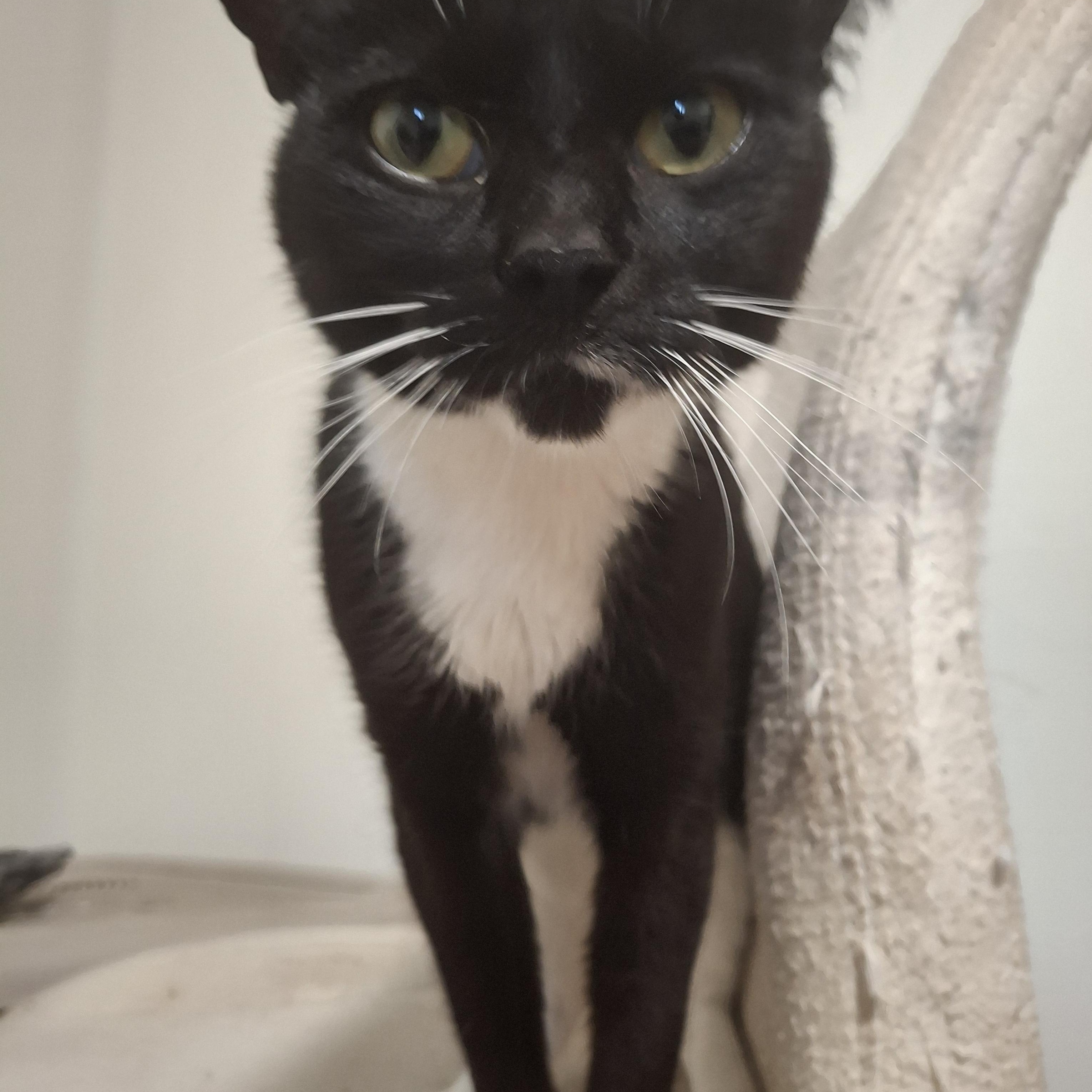 Pearl, a Adoptable Tuxedo in Lawrenceville, GA image 3/3