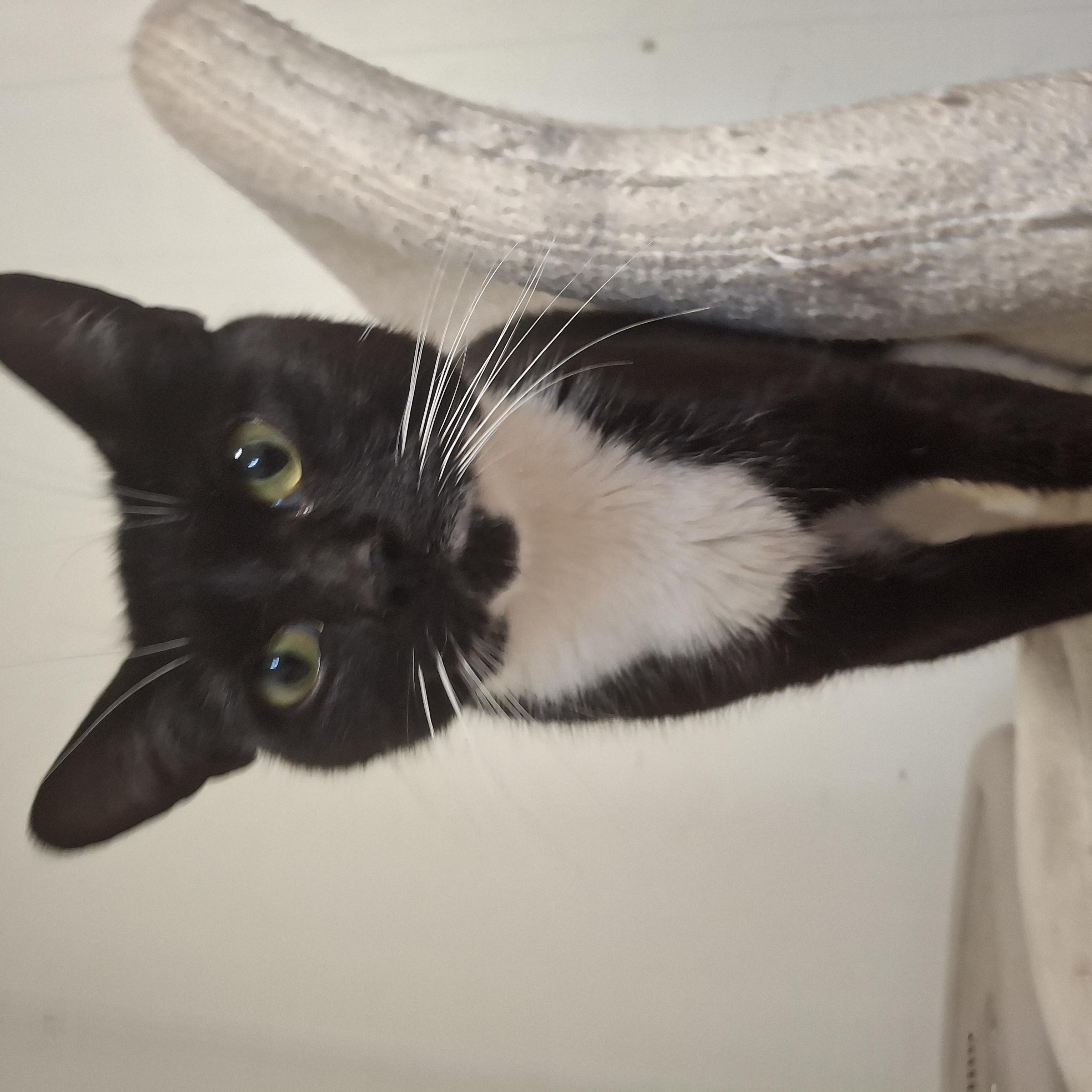 Pearl, a Adoptable Tuxedo in Lawrenceville, GA image 1/3