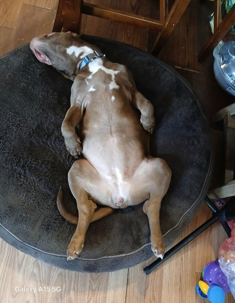 Enlarge Gracie Mae **COURTESY LISTING**, a Adoptable mixed breed in Peru, NY image 2/6