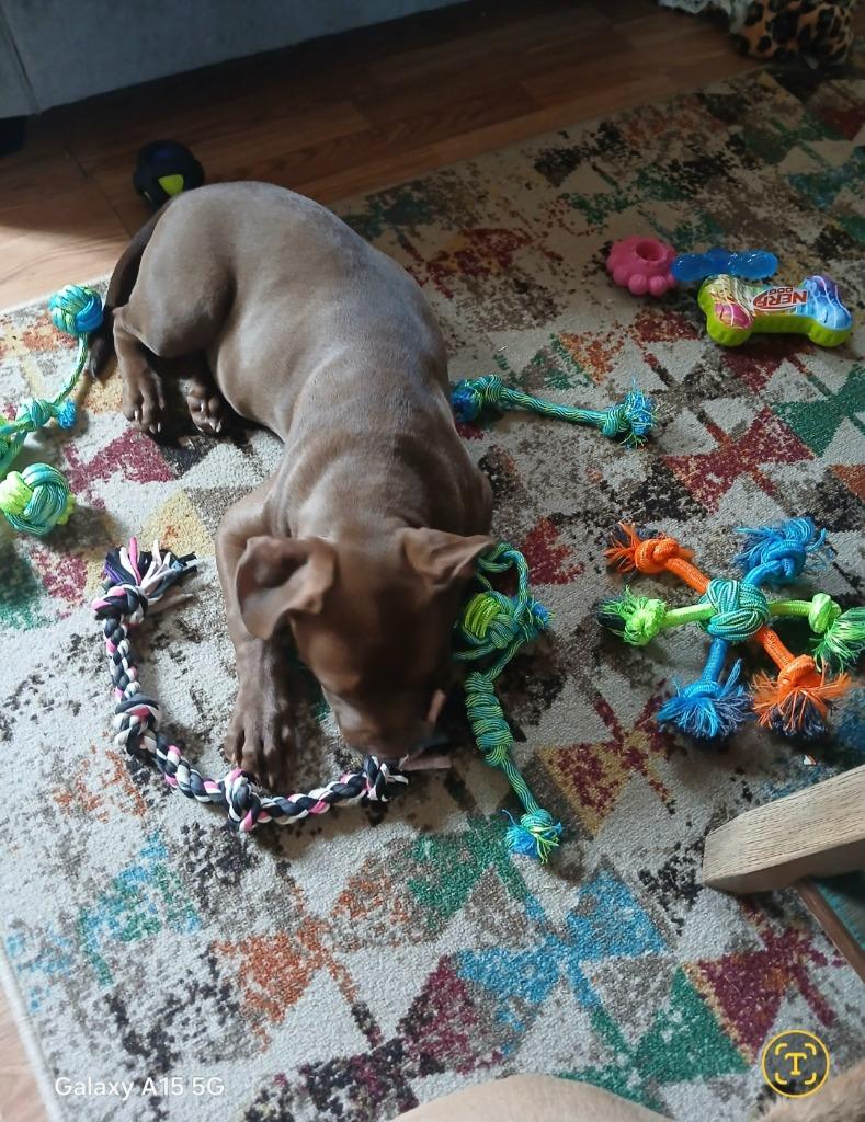 Enlarge Gracie Mae **COURTESY LISTING**, a Adoptable mixed breed in Peru, NY image 3/6