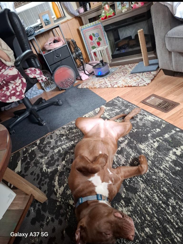 Enlarge Gracie Mae **COURTESY LISTING**, a Adoptable mixed breed in Peru, NY image 4/6