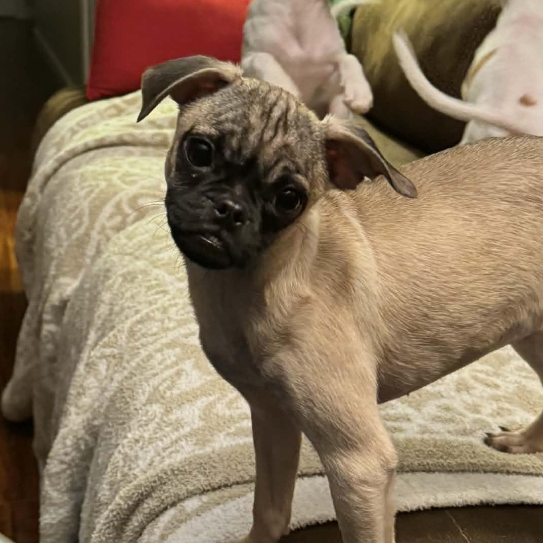 Charlotte , ADOPTABLE, Puppy Female Pug.