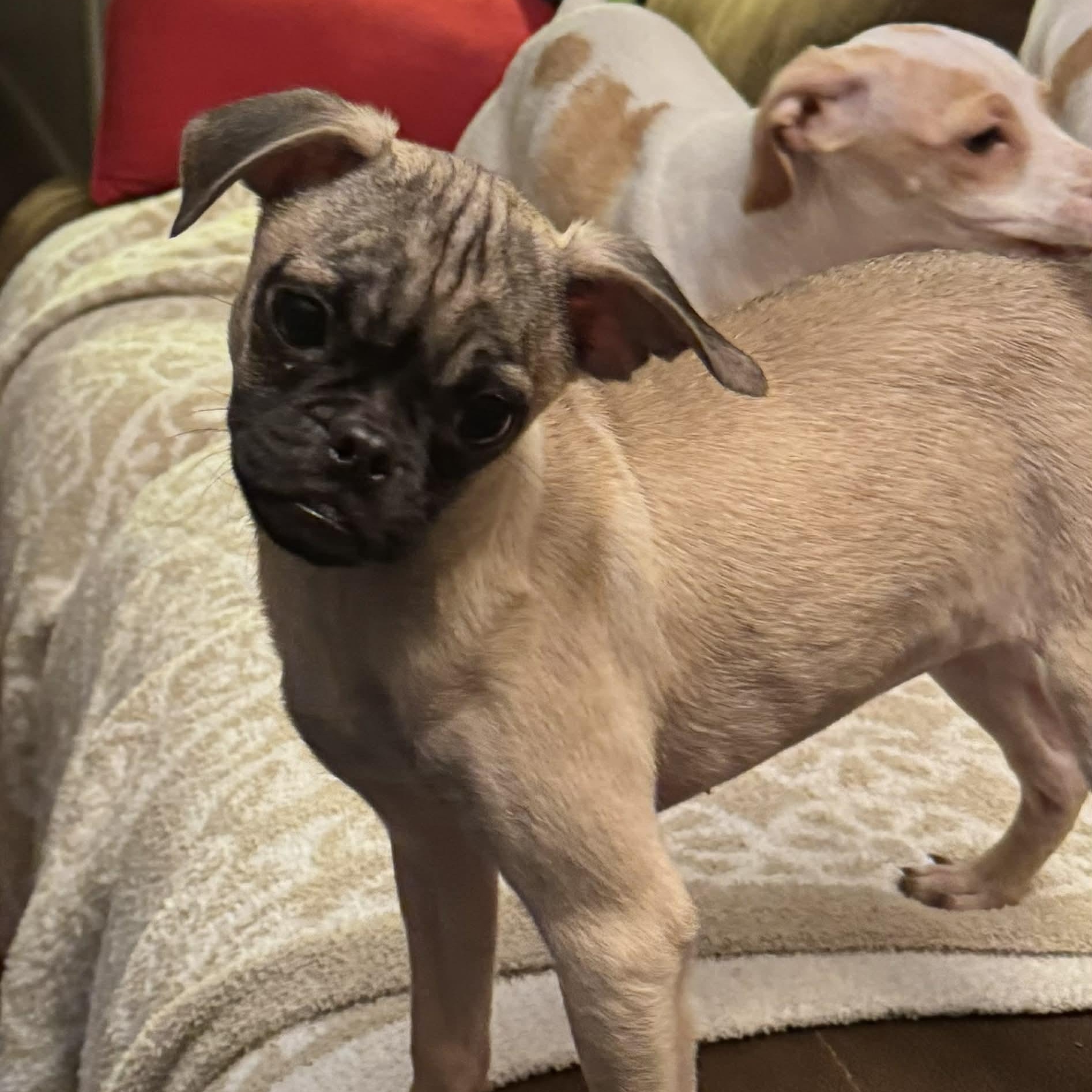 Charlotte , a ADOPTABLE mixed breed in citrus heights, CA image 2/5