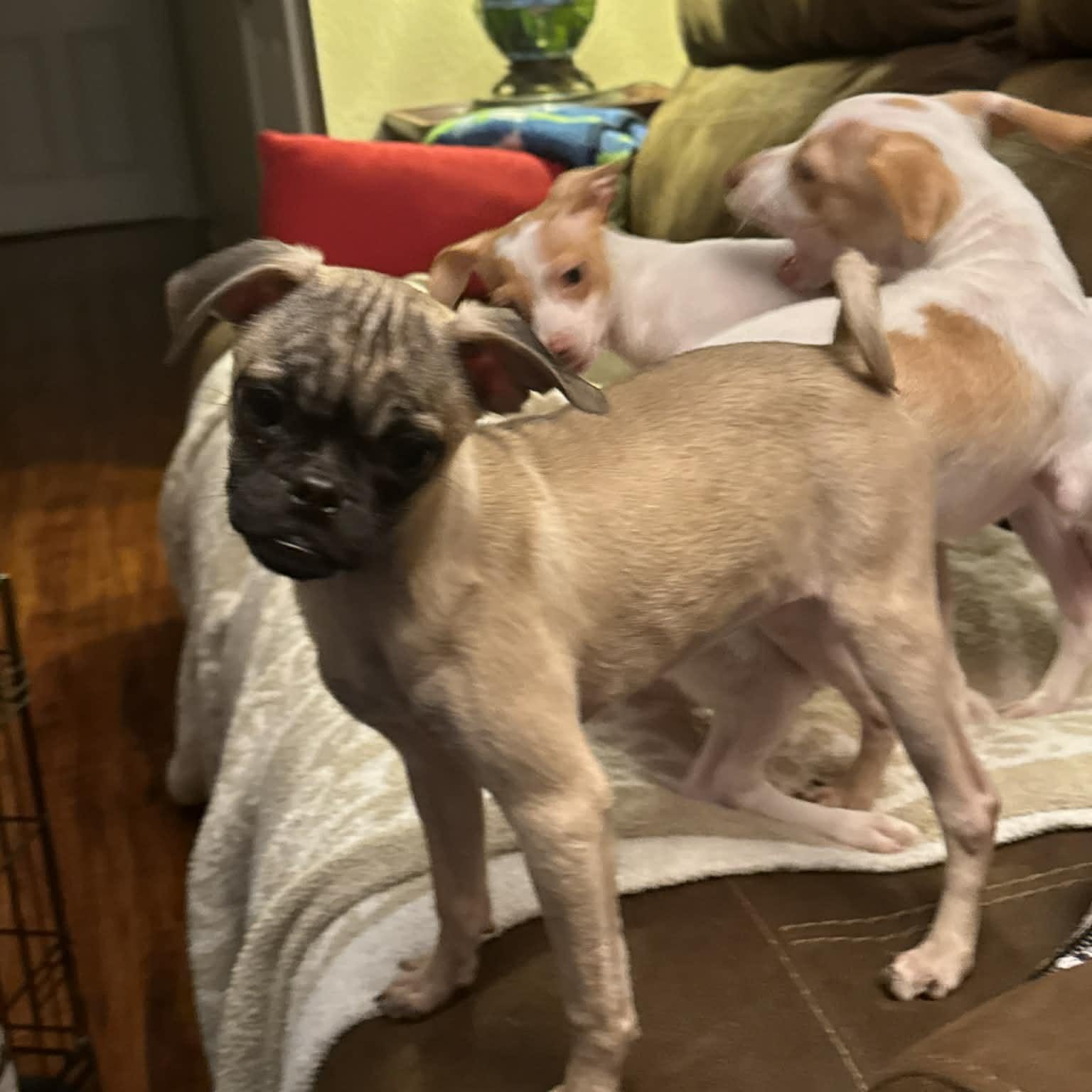 Charlotte , a ADOPTABLE mixed breed in citrus heights, CA image 3/5