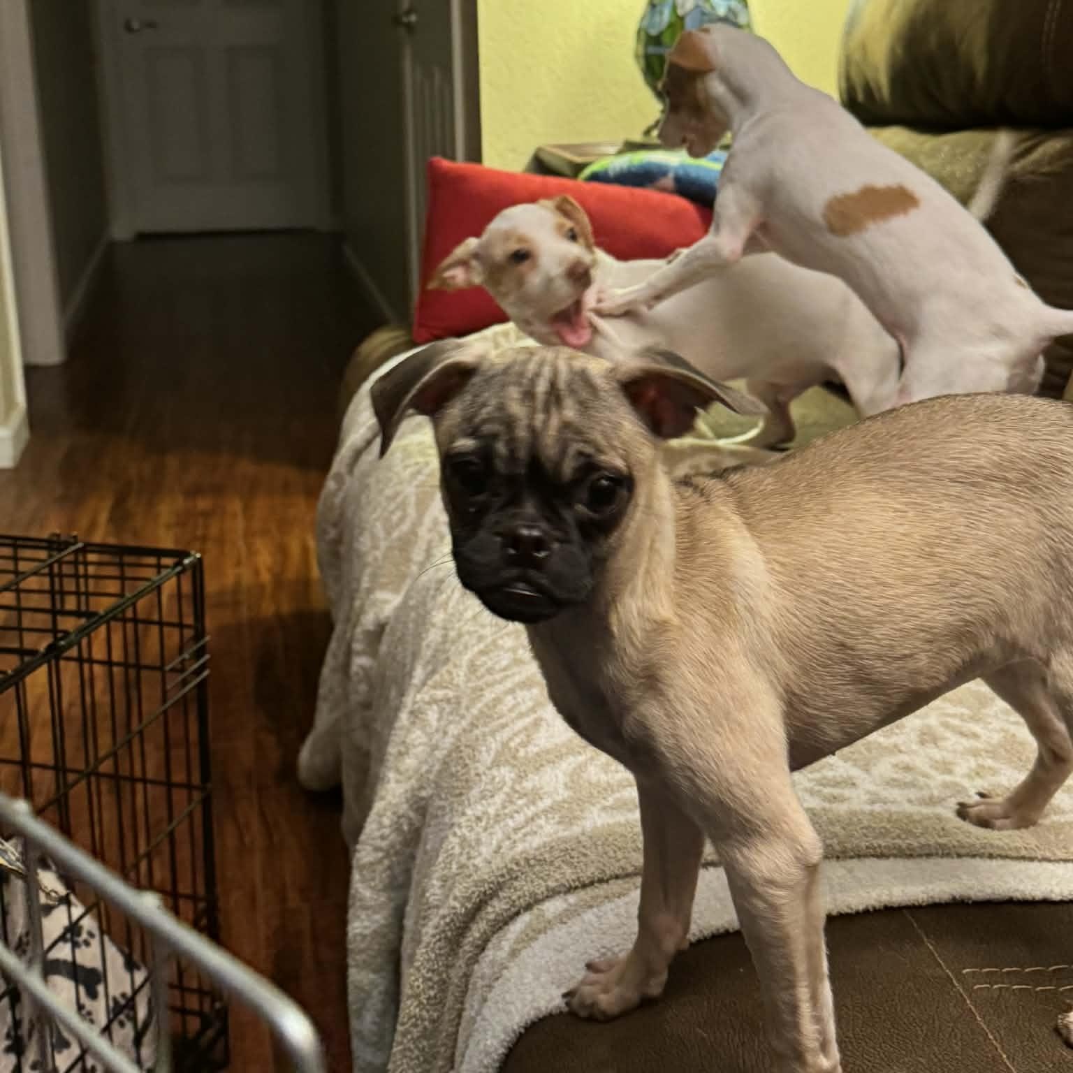 Charlotte , a ADOPTABLE mixed breed in citrus heights, CA image 4/5