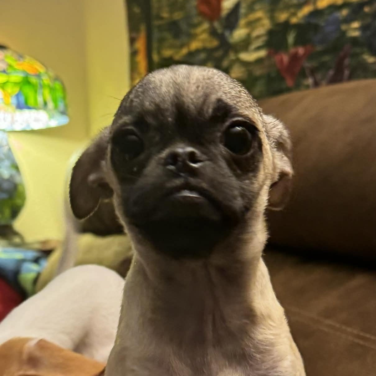 Charlotte , a ADOPTABLE mixed breed in citrus heights, CA image 5/5