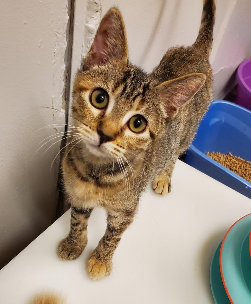 Lucy, Adoptable, Kitten Female Domestic Short Hair.