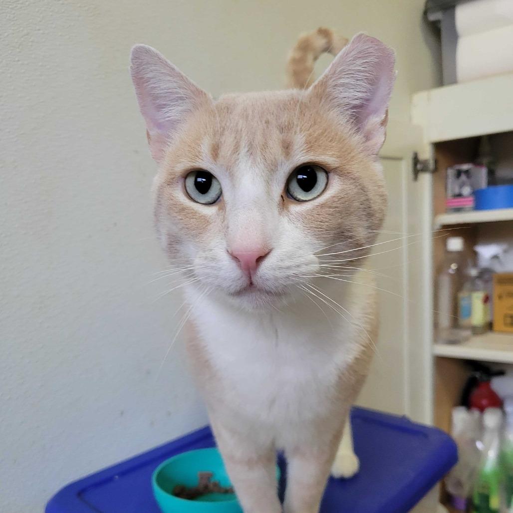 Enlarge Norman, a Adoptable Domestic Short Hair in Alexandria, VA image 1/1