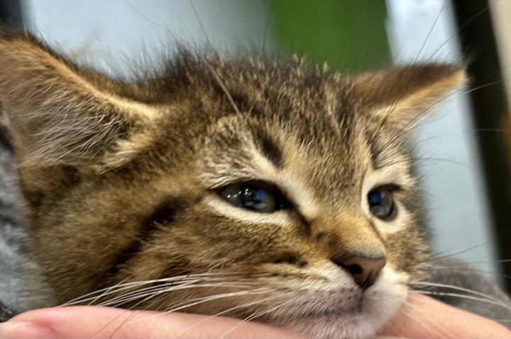 Enlarge Rocky Road, an adoptable Domestic Short Hair in Jackson, MI image 2/3