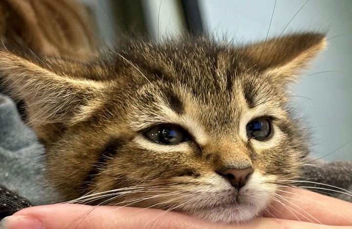 Rocky Road, adoptable, Kitten Male Domestic Short Hair.