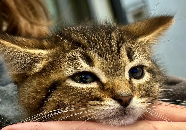 Enlarge Rocky Road, an adoptable Domestic Short Hair in Jackson, MI image 3/3