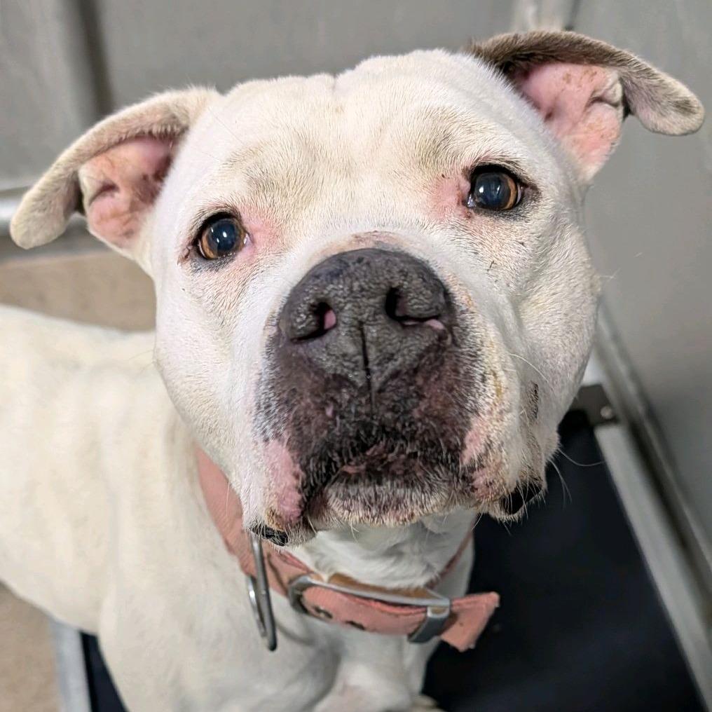 Icelyn, Adoptable, Adult Female Terrier.