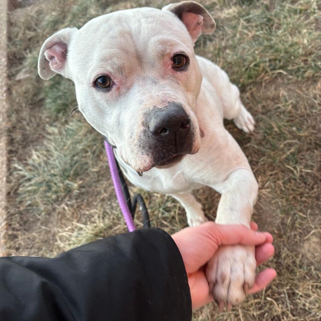 Enlarge Icelyn, a Adoptable Terrier in St. Louis, MO image 2/4