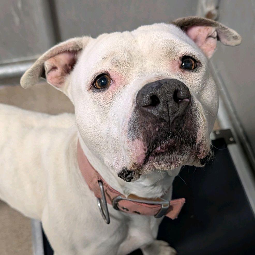 Enlarge Icelyn, a Adoptable Terrier in St. Louis, MO image 3/4