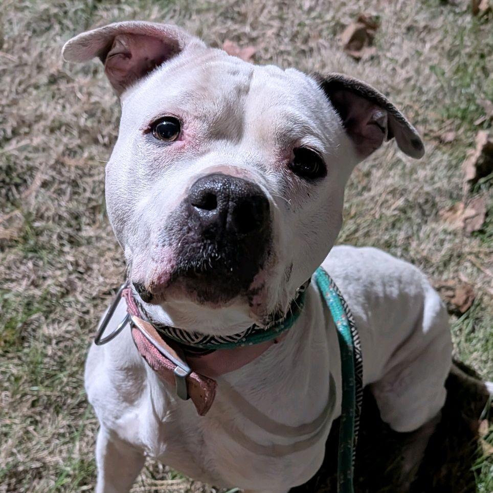 Enlarge Icelyn, a Adoptable Terrier in St. Louis, MO image 4/4