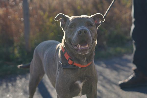 Titan, Adoptable, Adult Male Mixed Breed.