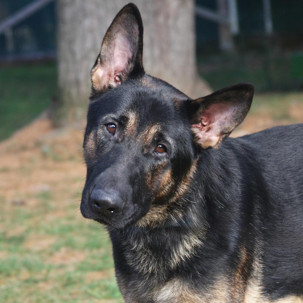 Enlarge Rollo, a Adoptable German Shepherd Dog in Allentown, PA image 1/3