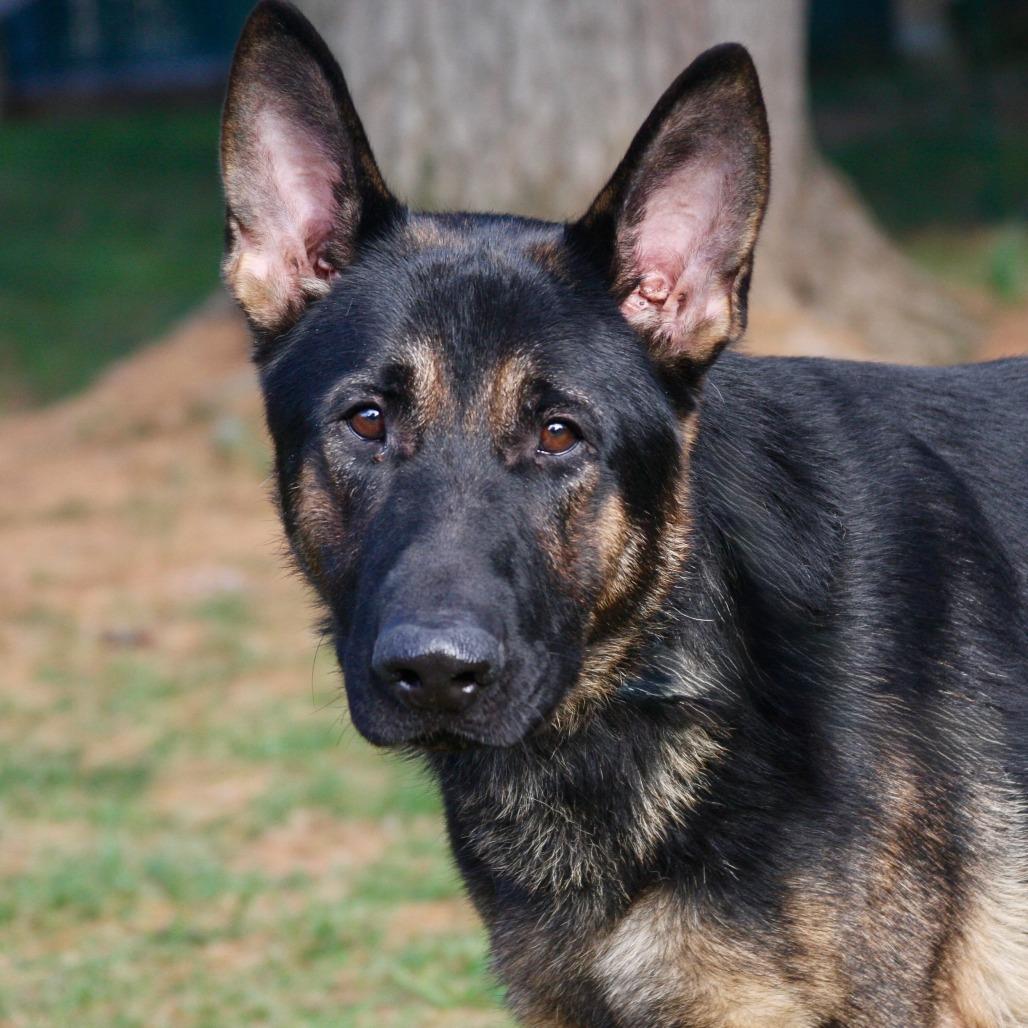 Enlarge Rollo, a Adoptable German Shepherd Dog in Allentown, PA image 2/3