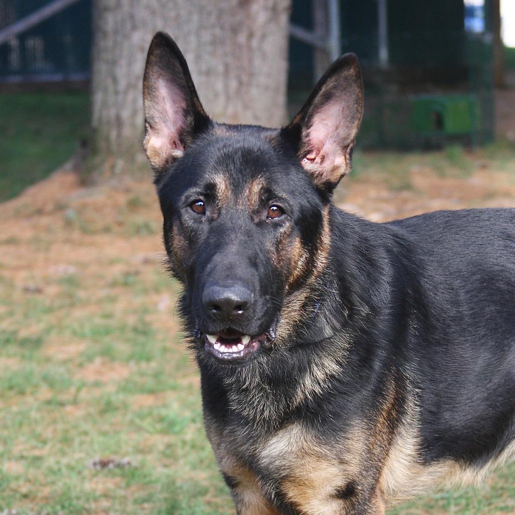 Enlarge Rollo, a Adoptable German Shepherd Dog in Allentown, PA image 3/3