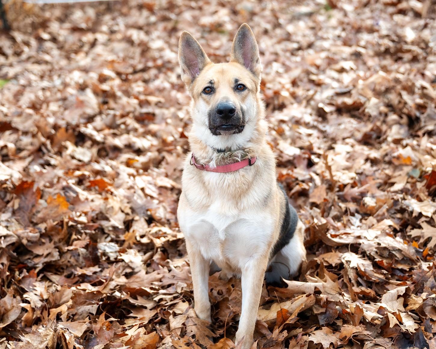 Daffney the shep