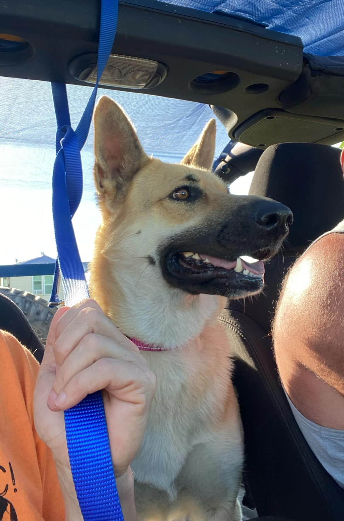 Daffney the shep
