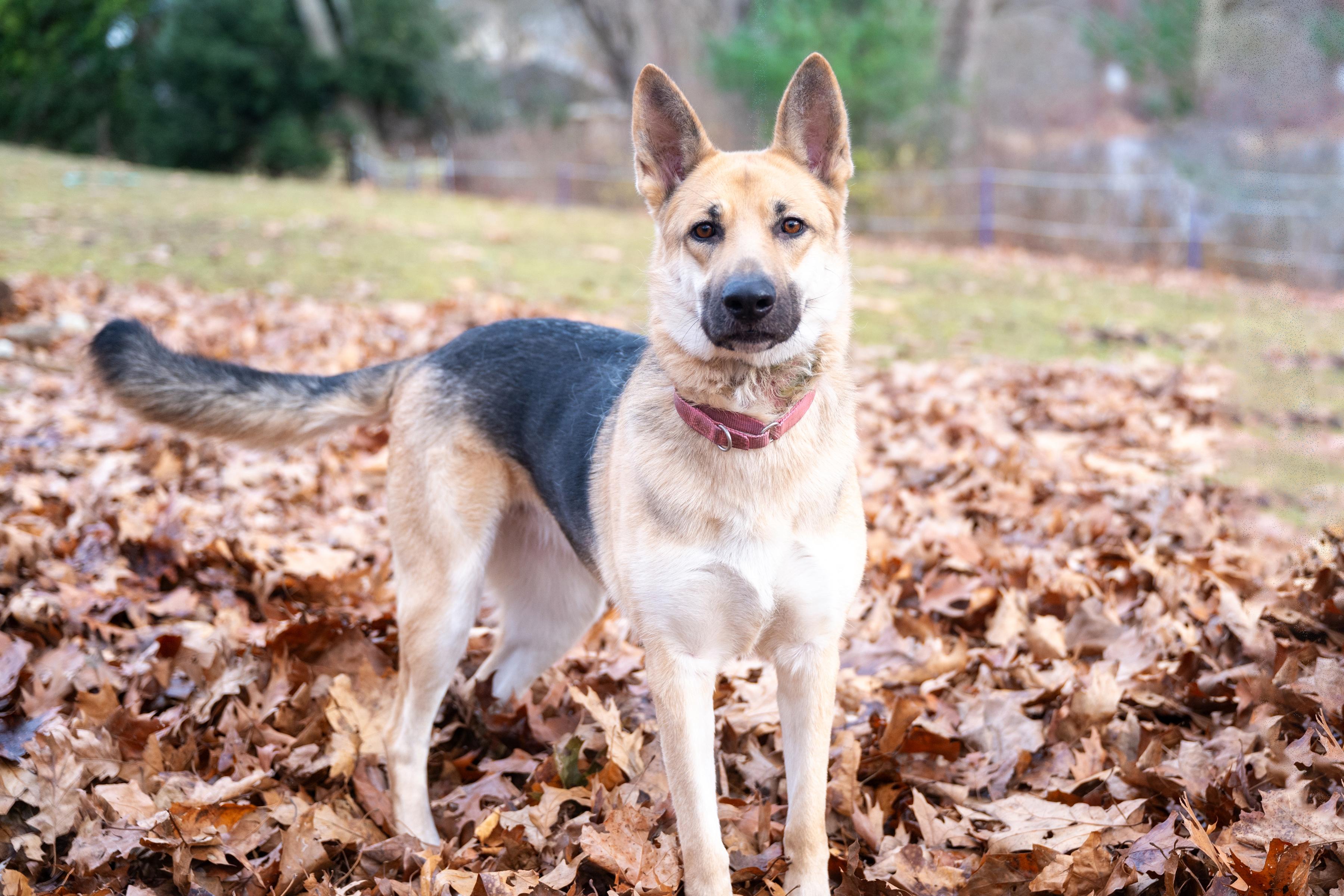 Daffney the shep