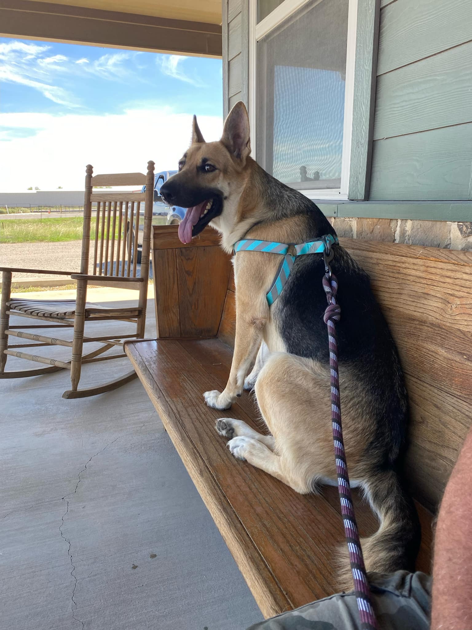 Daffney the shep