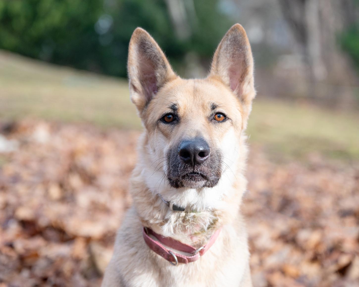 Daffney the shep