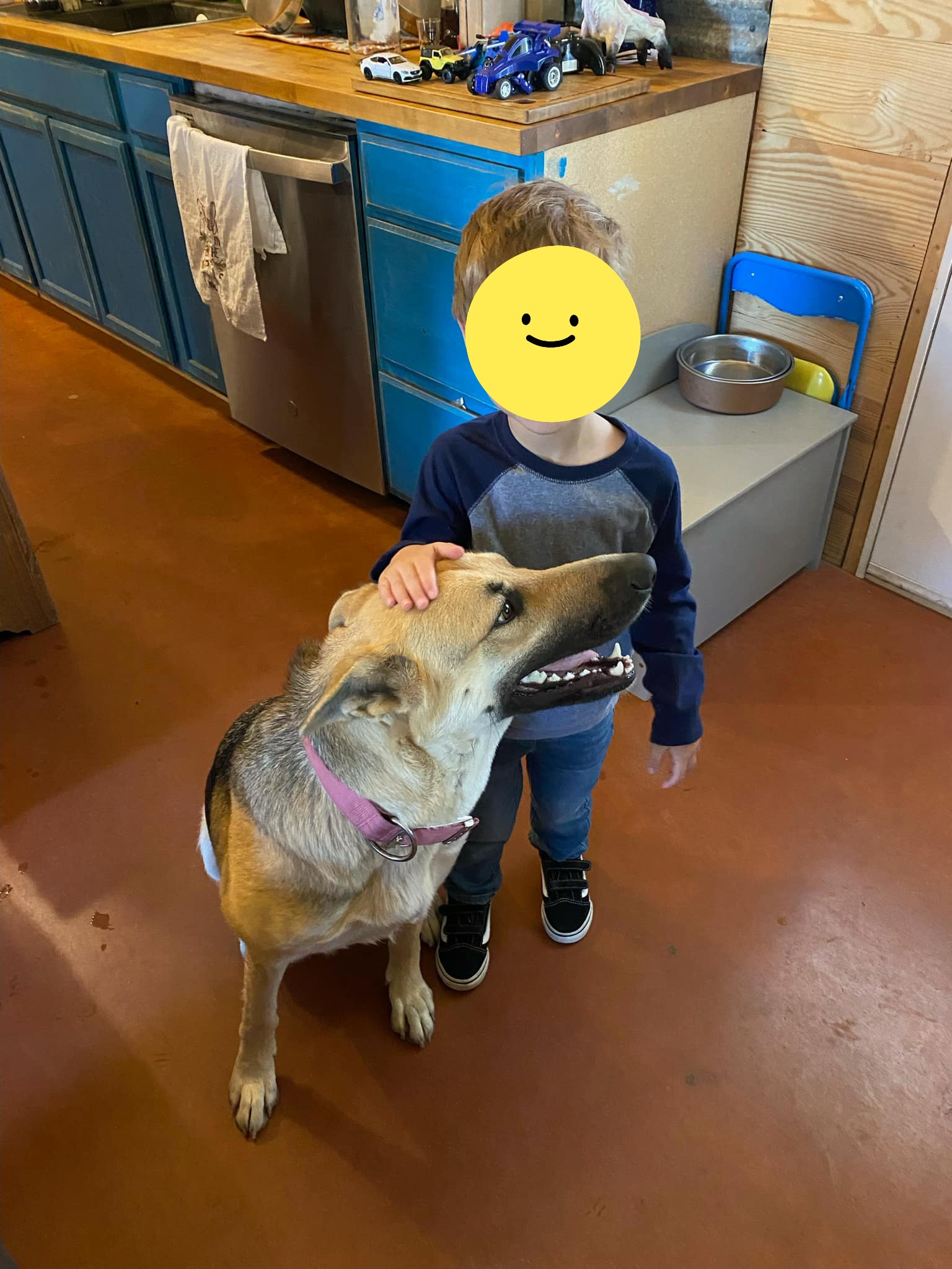 Daffney the shep
