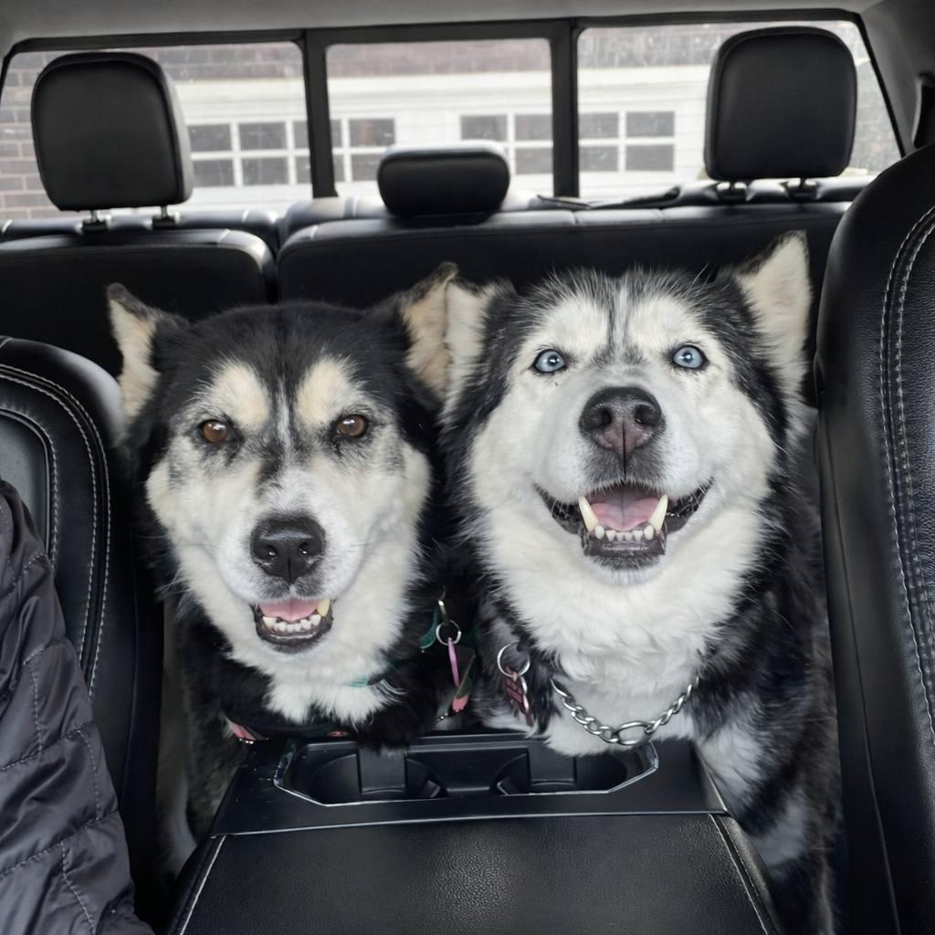 Hoonah & Kunik, ADOPTABLE, Senior Female Siberian Husky.