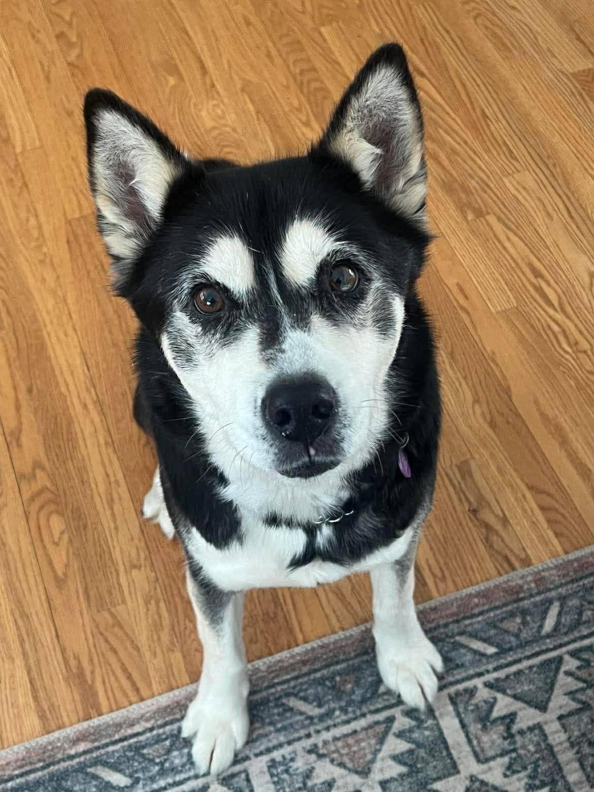 Enlarge Hoonah & Kunik, a ADOPTABLE Siberian Husky in London, ON image 4/5