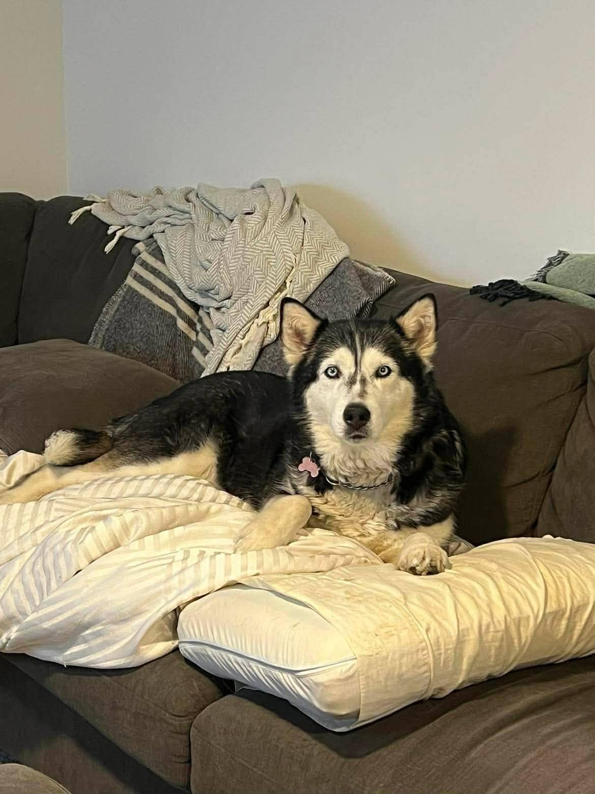 Enlarge Hoonah & Kunik, a ADOPTABLE Siberian Husky in London, ON image 5/5