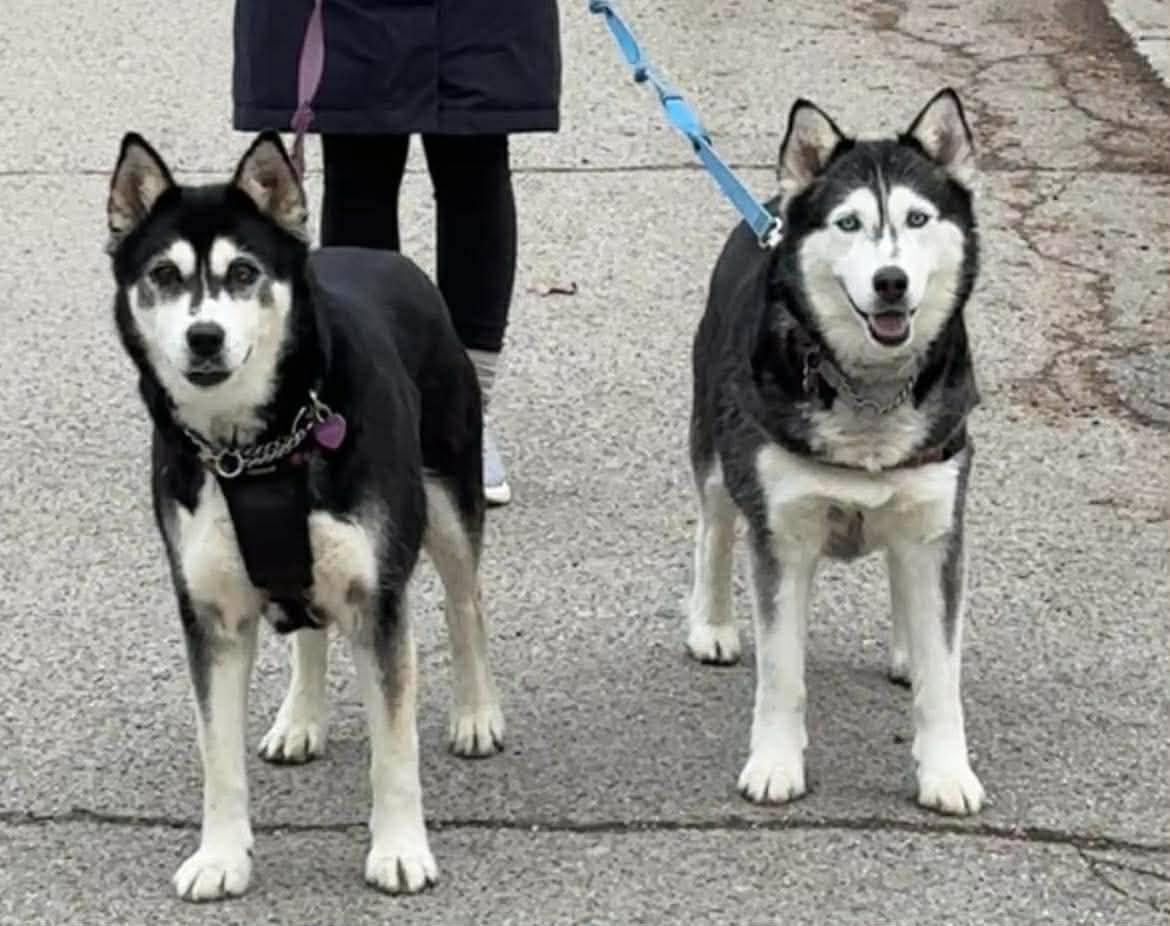 Enlarge Hoonah & Kunik, a ADOPTABLE Siberian Husky in London, ON image 3/5