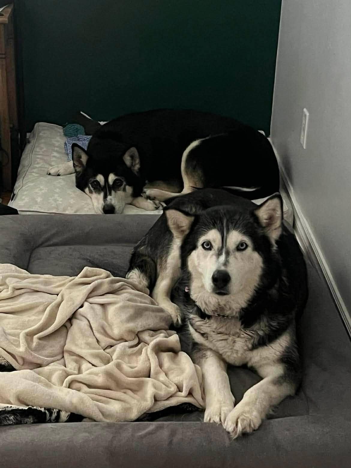 Enlarge Hoonah & Kunik, a ADOPTABLE Siberian Husky in London, ON image 2/5