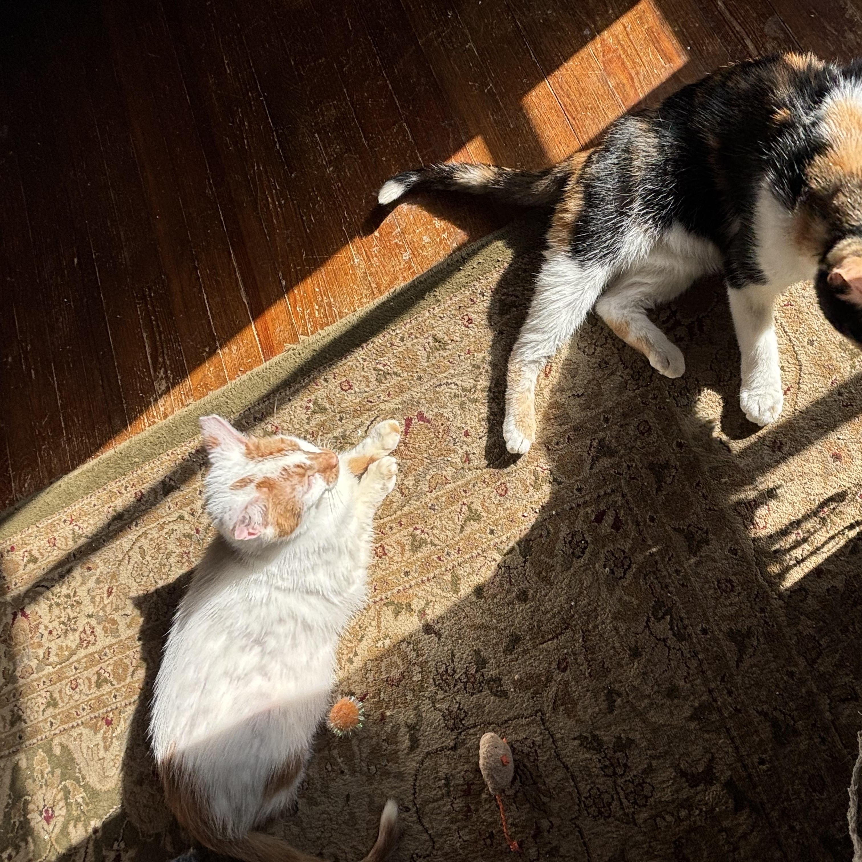 Enlarge Orion and Phoebe, a Adoptable Domestic Short Hair in Verona, PA image 2/6