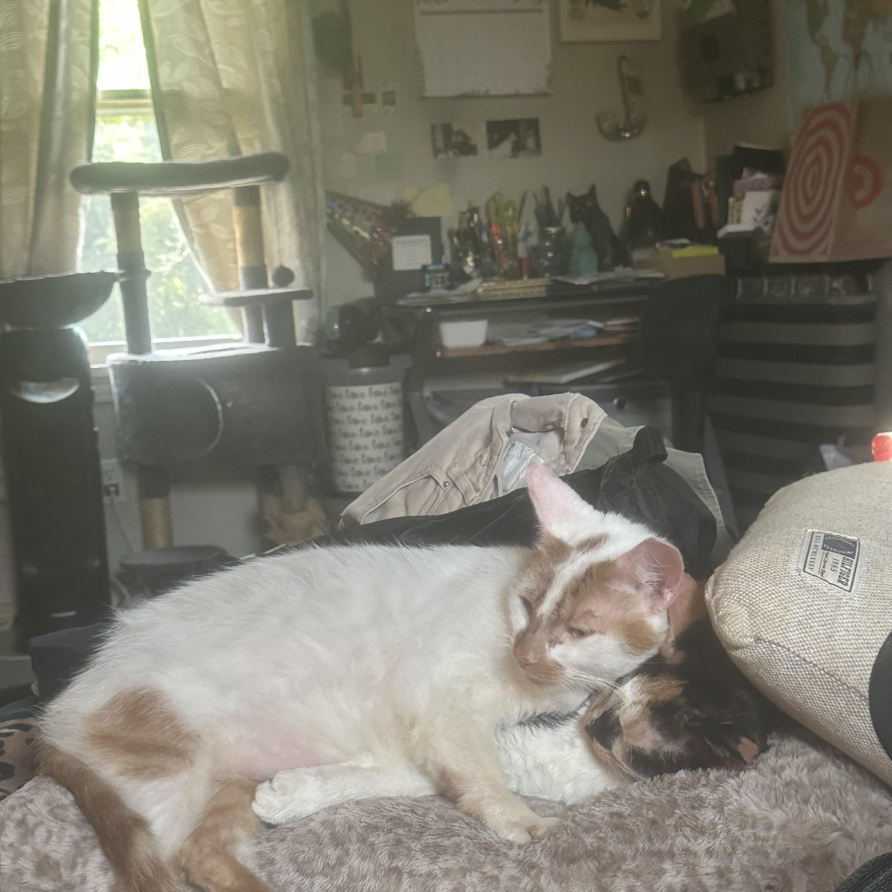 Orion and Phoebe, Adoptable, Adult Male Domestic Short Hair.