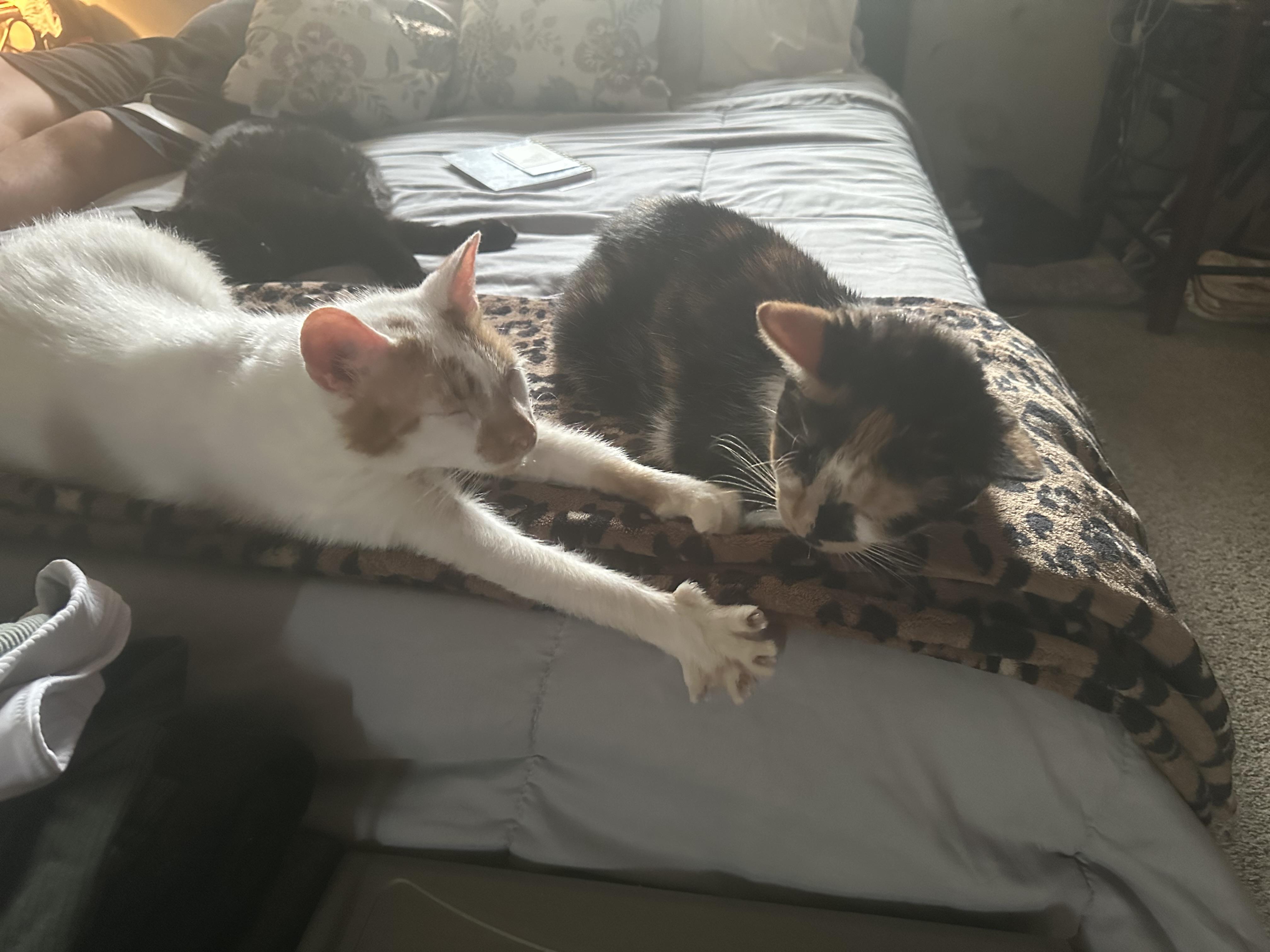 Enlarge Orion and Phoebe, a Adoptable Domestic Short Hair in Verona, PA image 5/6