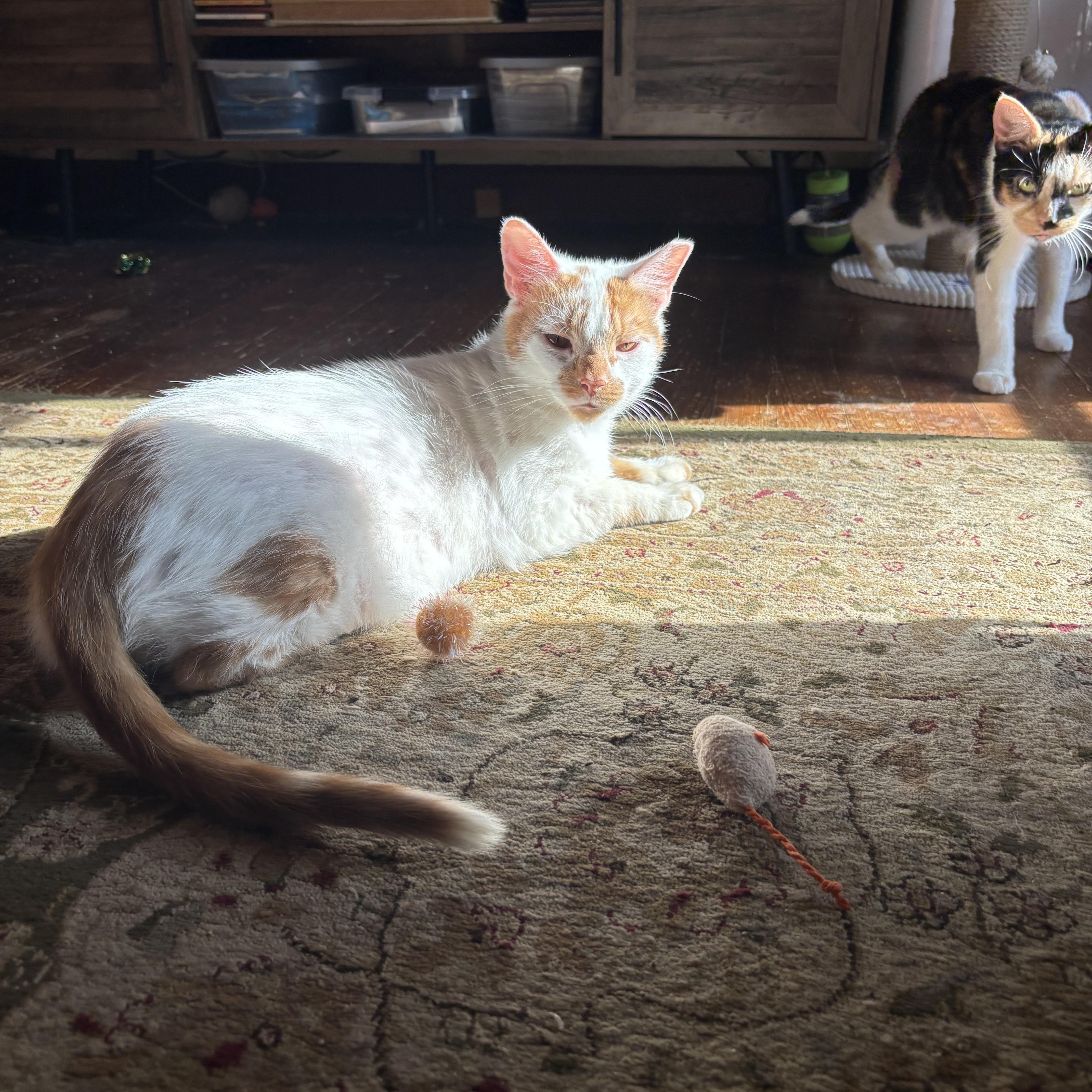 Orion and Phoebe, Adoptable, Adult Male Domestic Short Hair.