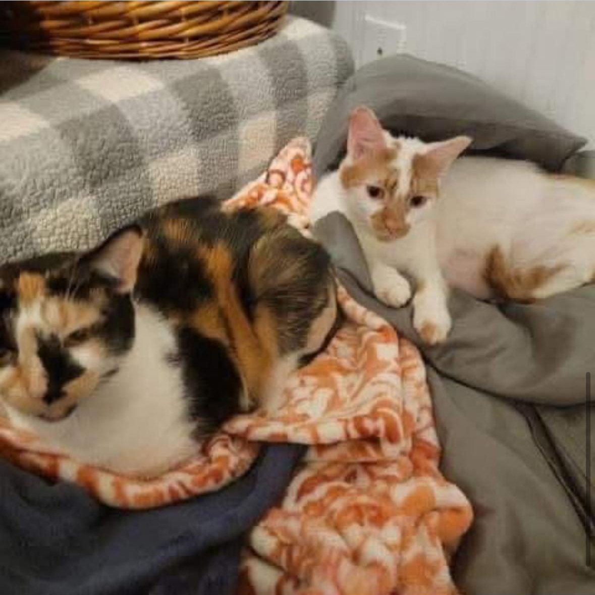 Orion and Phoebe
