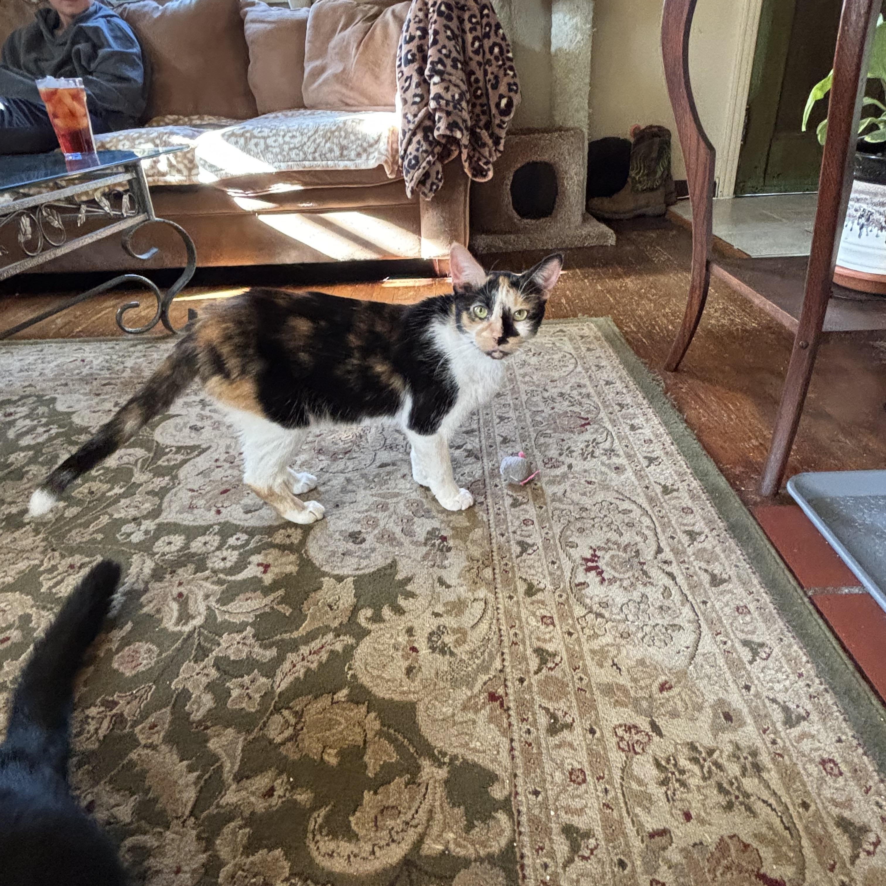 Enlarge Orion and Phoebe, a Adoptable Domestic Short Hair in Verona, PA image 6/6