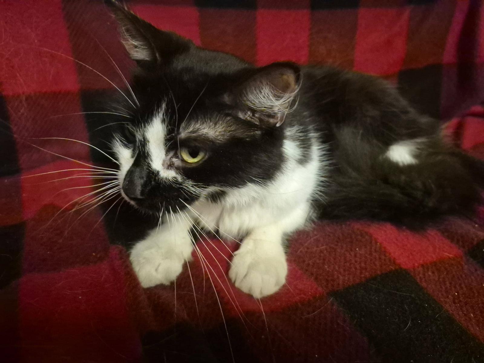 Jessie, a Adoptable Domestic Medium Hair in Oviedo, FL image 1/2