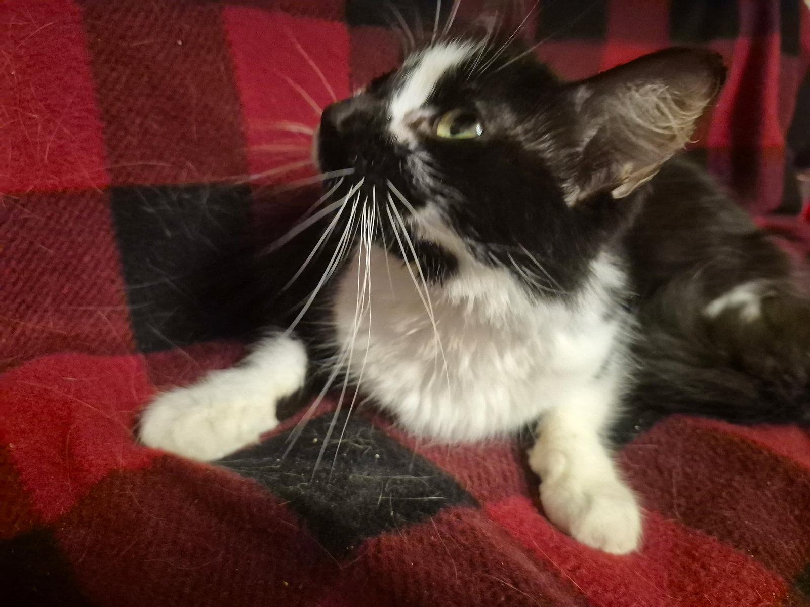 Jessie, a Adoptable Domestic Medium Hair in Oviedo, FL image 2/2
