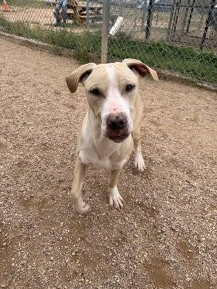 Mordu, Adoptable, Young Male Mixed Breed & Mixed Breed.