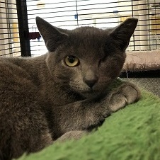 Lexi, a Adoptable Domestic Short Hair in Ocean Isle Beach, NC image 1/2