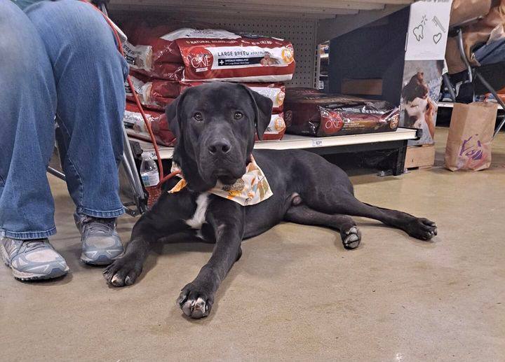 Marley, Adoptable, Adult Male American Bully & Labrador Retriever.