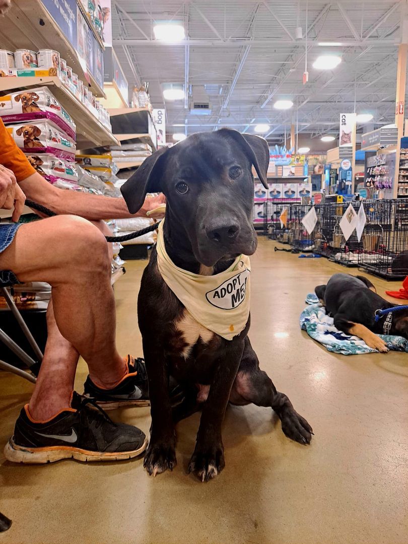 Marley, a Adoptable mixed breed in Olive Branch, MS image 3/6