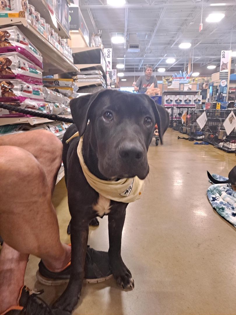 Marley, a Adoptable mixed breed in Olive Branch, MS image 4/6